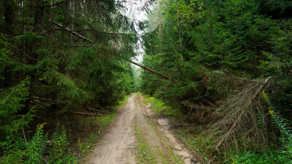 Lenke til artikkel: Informasjon til skogeiere om skogbruksplanprosjekt i Senja, Sørreisa og Dyrøy
