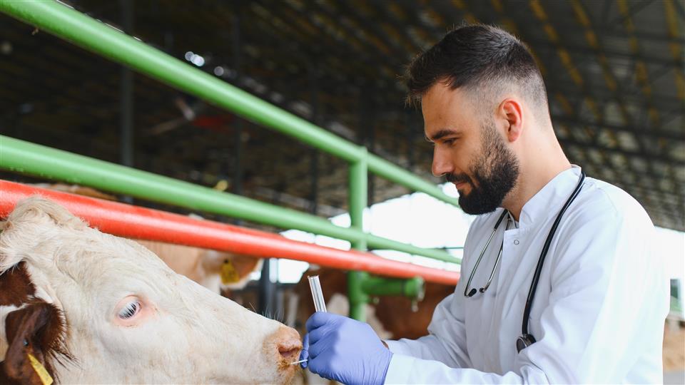 Lenke til artikkel: Veterinærtjenesten i sommer
