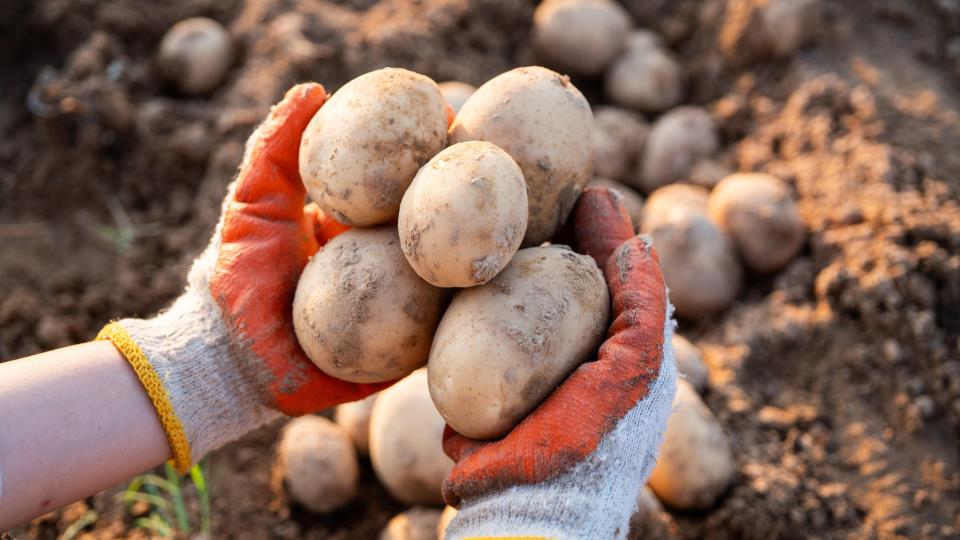 Lenke til artikkel: Fagdag om landbruk og beredskap